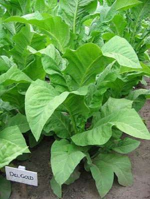 Del Gold Tobacco Plant